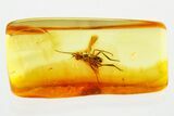 Detailed Fossil Long-Legged Fly (Dolichopodidae) in Baltic Amber #367538-1